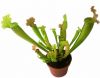 przykładowa sprzedawana roślina / exemplary plant for sale