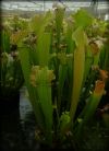 dorosłe okazy / adult plants
