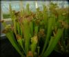 dorosłe okazy / adult plants